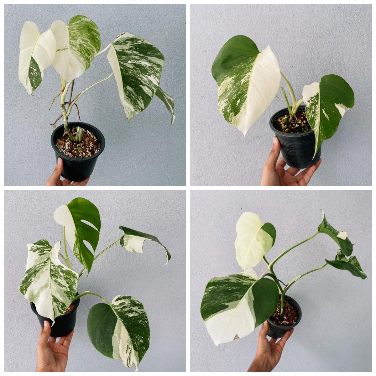 Monstera Albo High Variegated Plant with POT