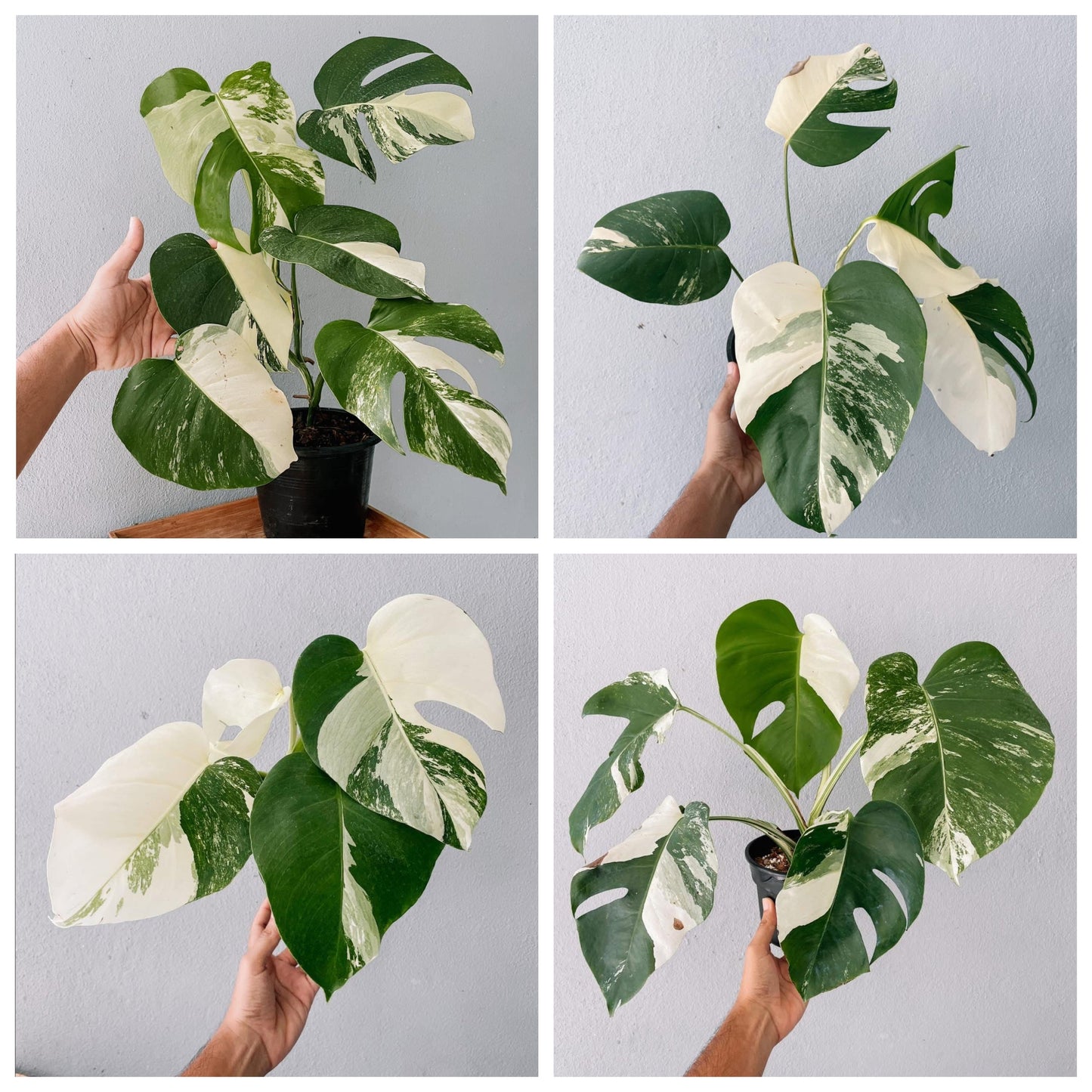 Monstera Albo High Variegated Plant with POT