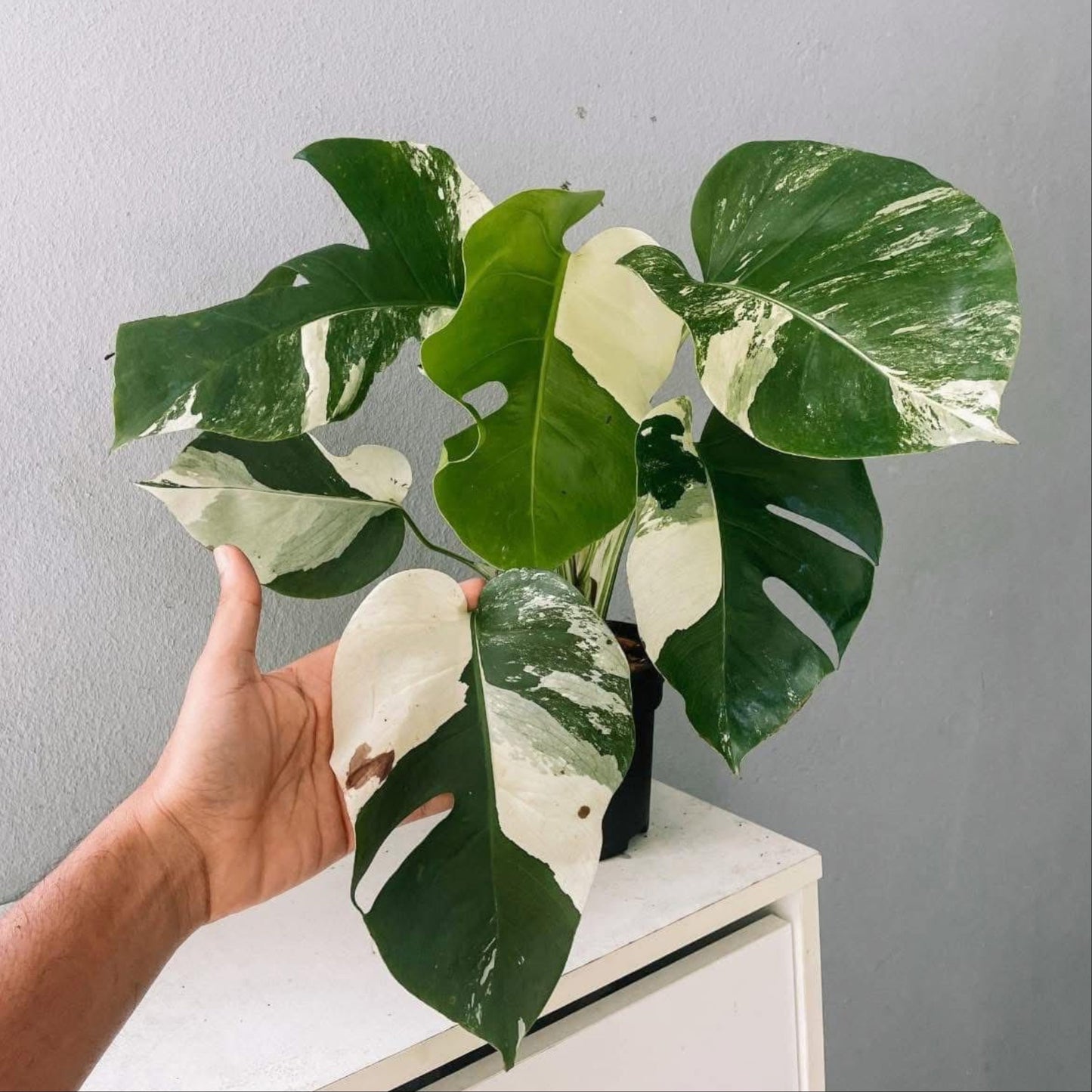 Monstera Albo High Variegated Plant with POT