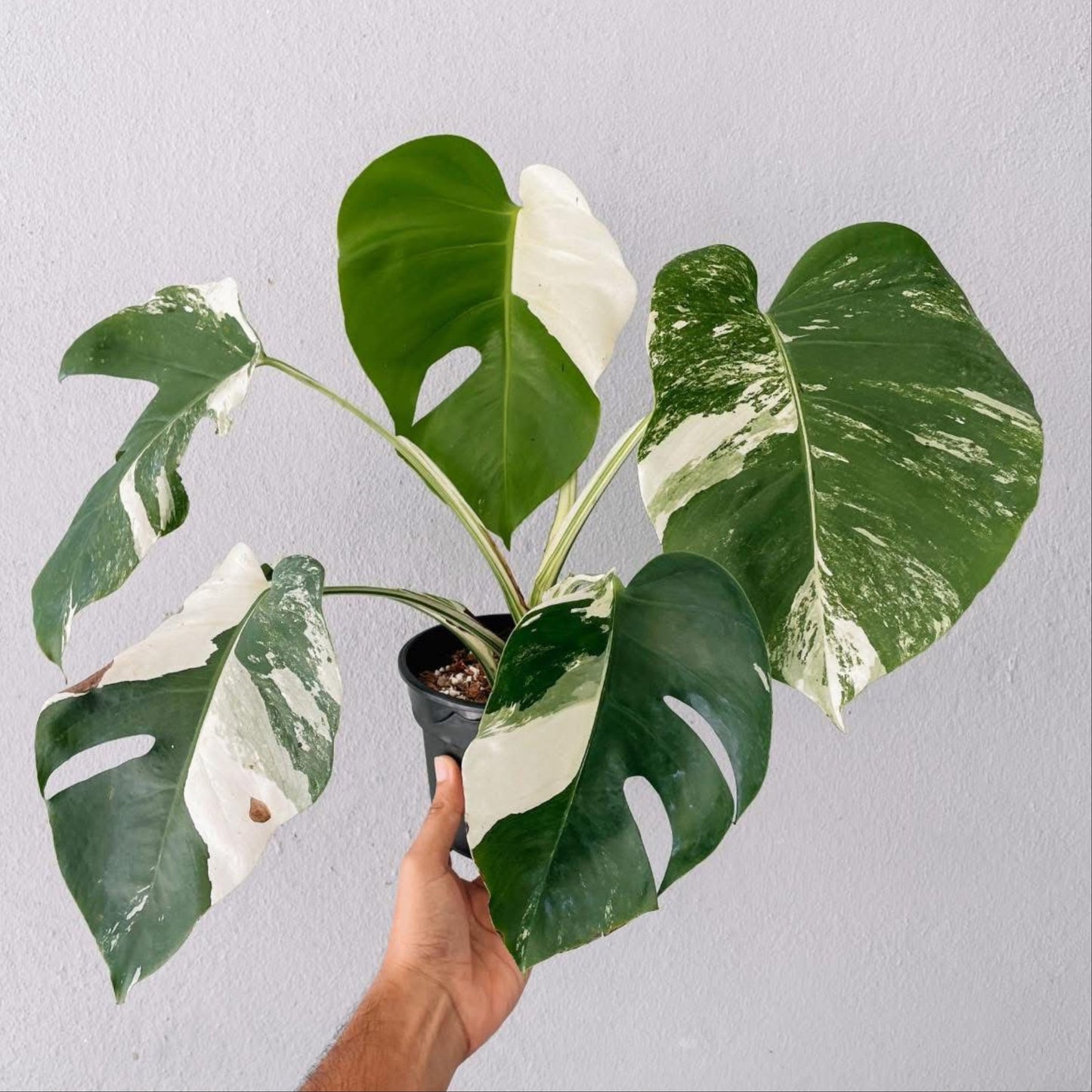 Monstera Albo High Variegated Plant with POT