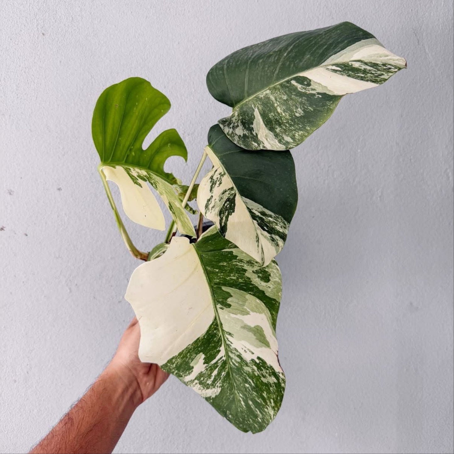 Monstera Albo High Variegated Plant with POT