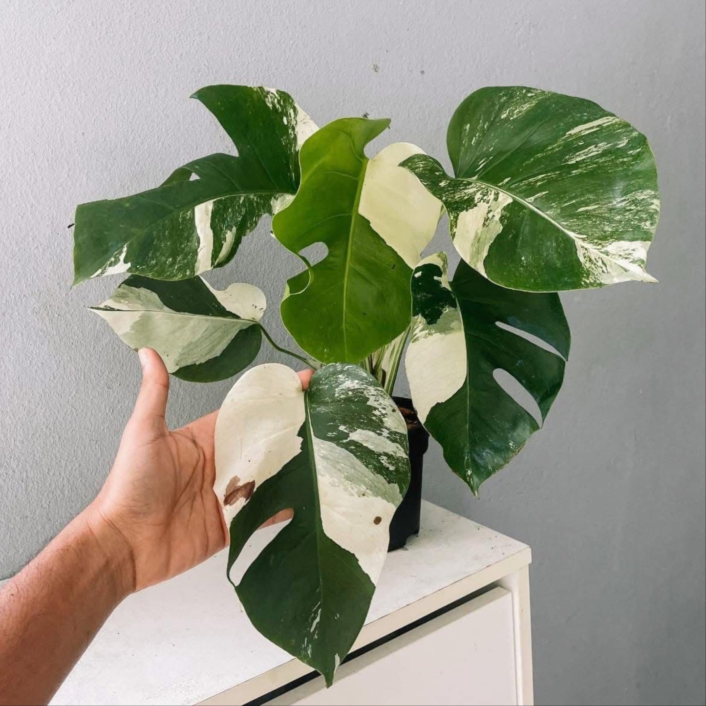 Monstera Albo High Variegated Plant with POT
