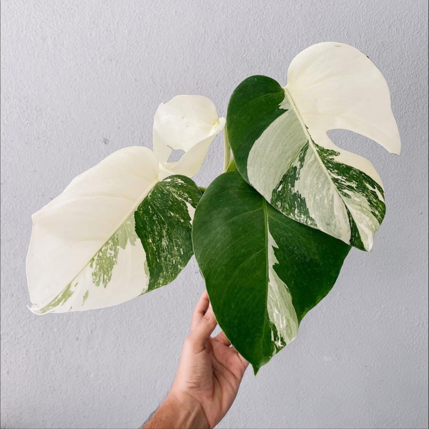 Monstera Albo High Variegated Plant with POT