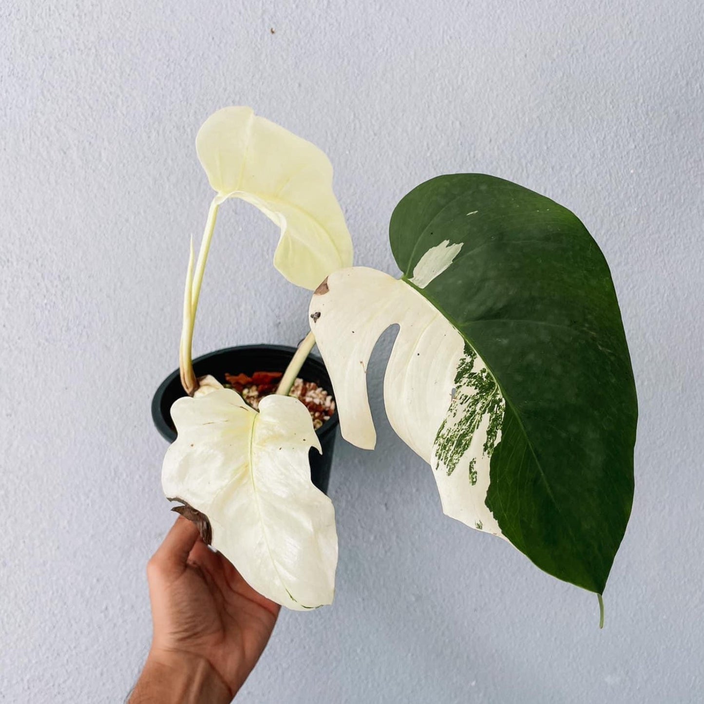 Monstera Albo High Variegated Plant with POT