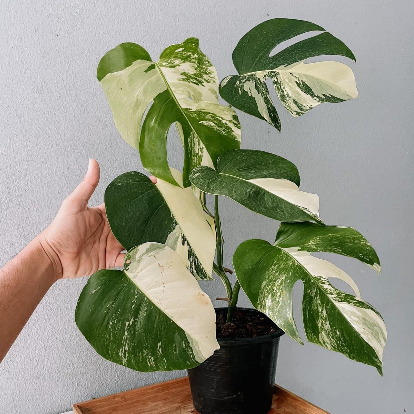 Monstera Albo High Variegated Plant with POT