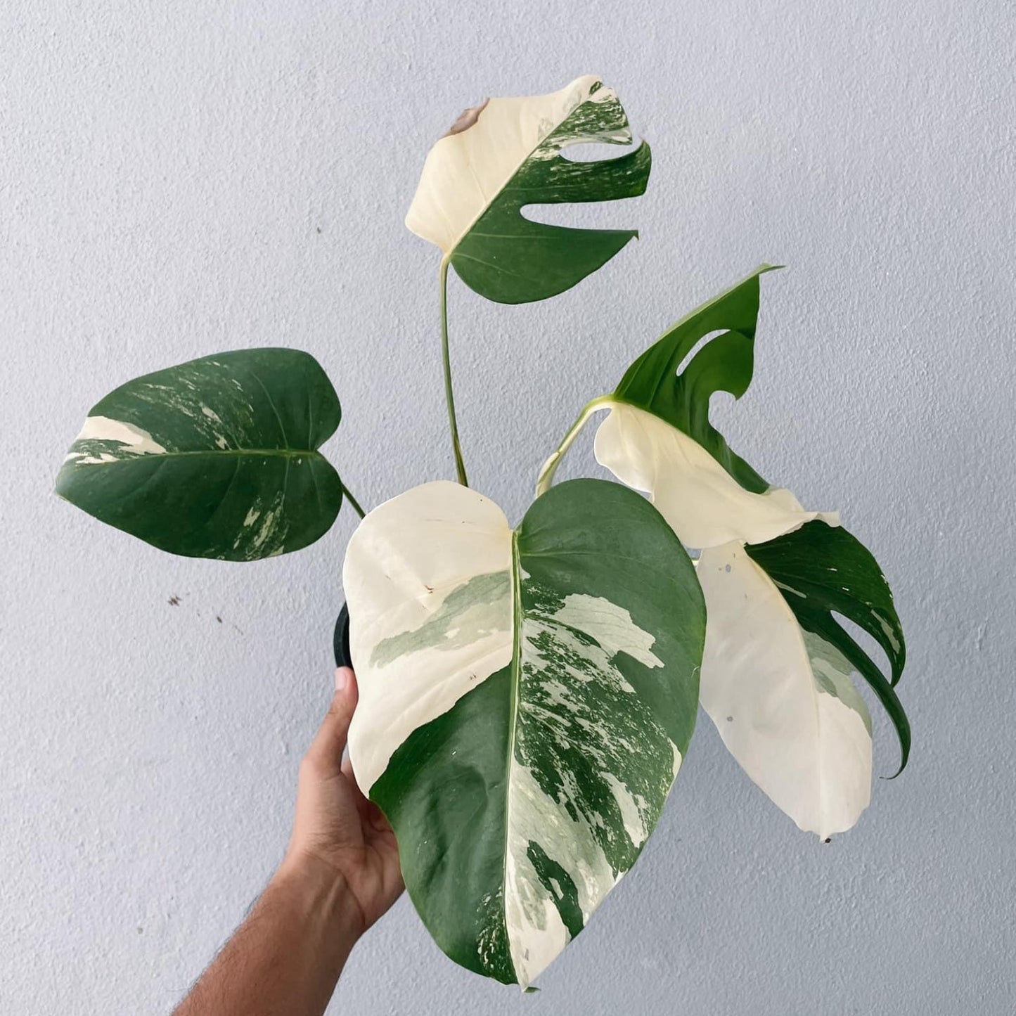 Monstera Albo High Variegated Plant with POT
