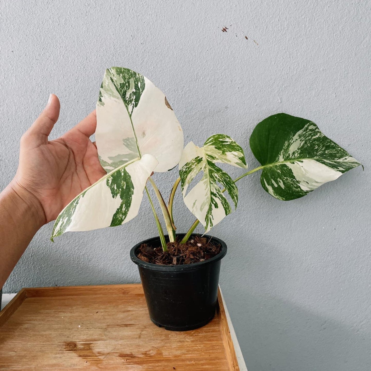 Monstera Albo High Variegated Plant with POT
