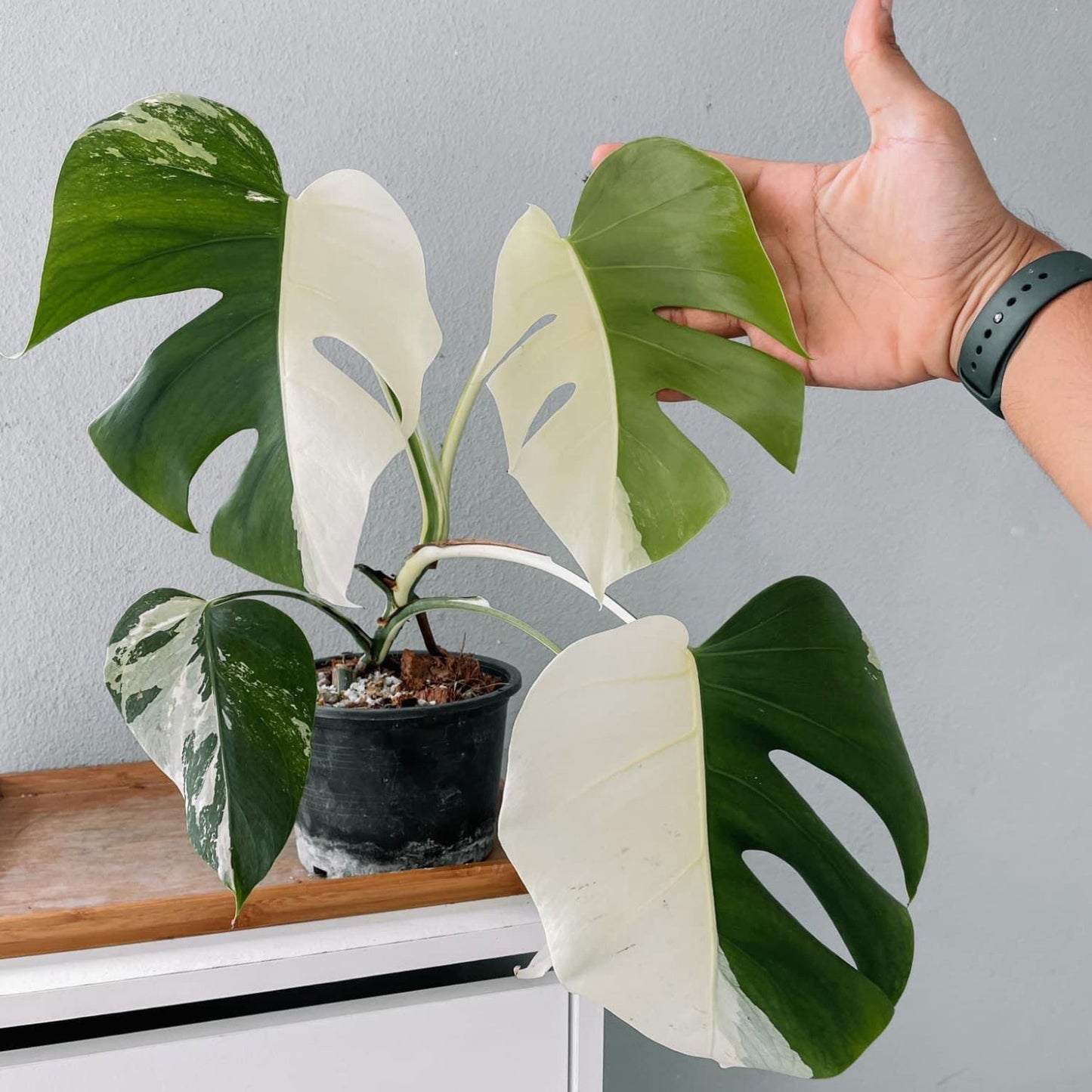 Monstera Albo High Variegated Plant with POT