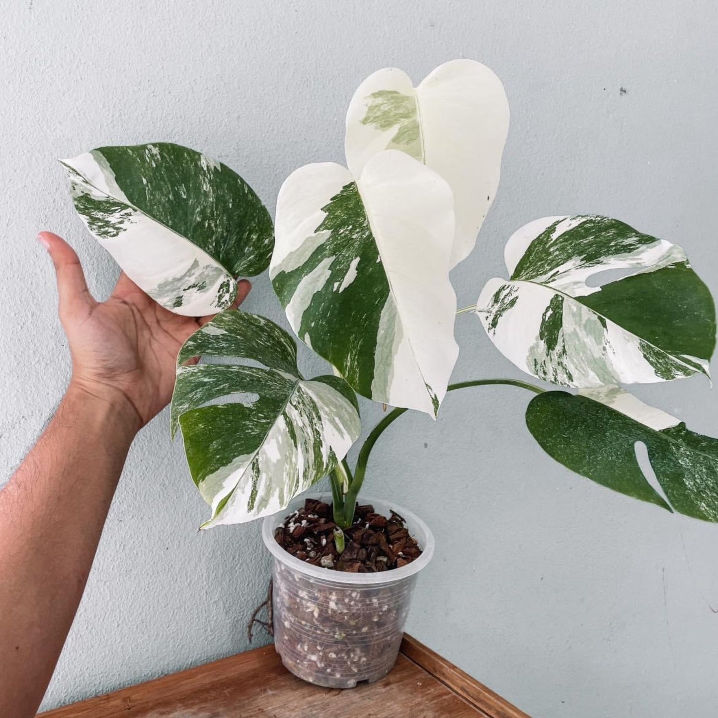 Monstera Albo High Variegated Plant with POT