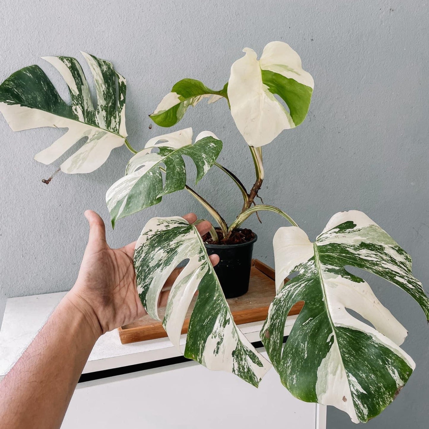 Monstera Albo High Variegated Plant with POT