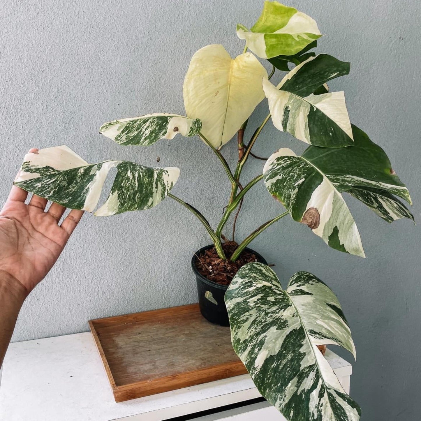 Monstera Albo High Variegated Plant with POT