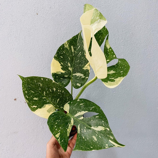 Monstera Thai Constellation Plant With POT