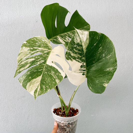 Monstera Borsigiana Variegated Plant With POT