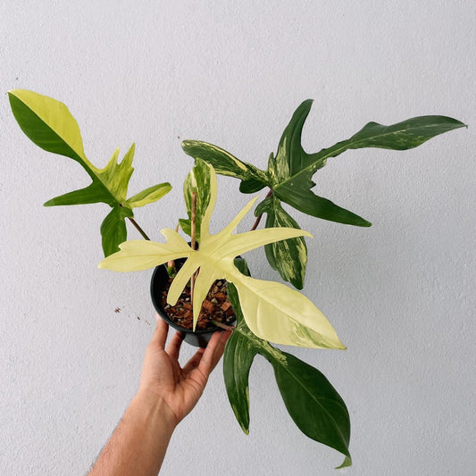 Philodendron Florida Beauty Plant With POT