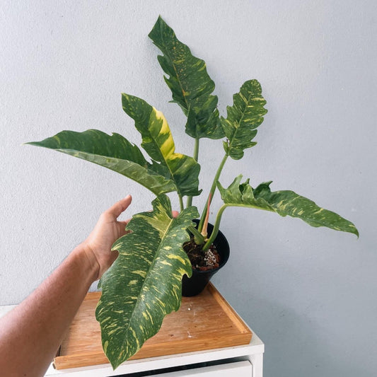 Philodendron Ring of Fire Variegated  Plant With POT