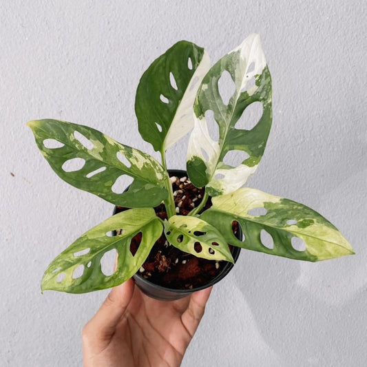 Variegated Monstera Adansonii  Plant With POT