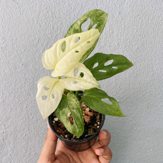 Variegated Monstera Adansonii  Plant With POT
