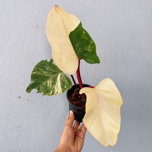 Strawberry Shake Variegated Plant With POT