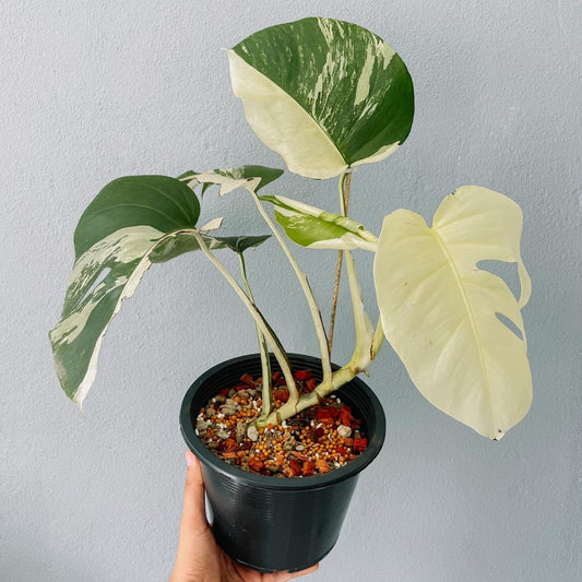 Monstera Variegated Albo Plant With POT