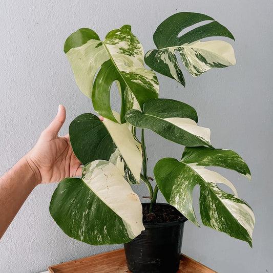 Monstera Albo High Variegated Plant with POT