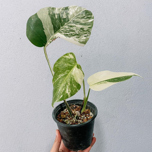 Monstera Variegated Albo Plant With POT