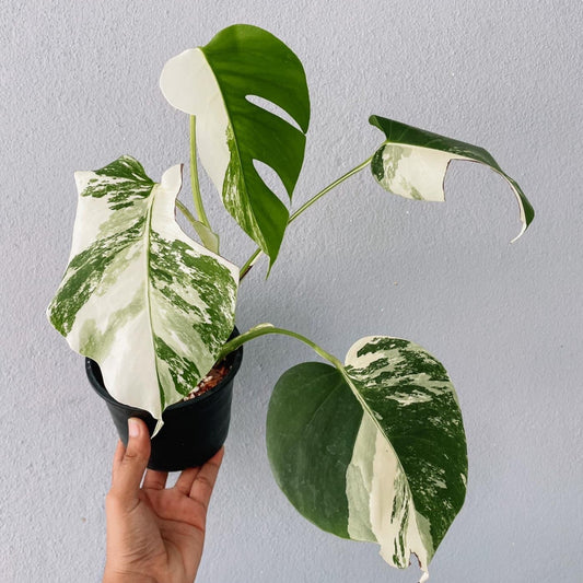 Monstera Borsigiana Variegated Plant With POT