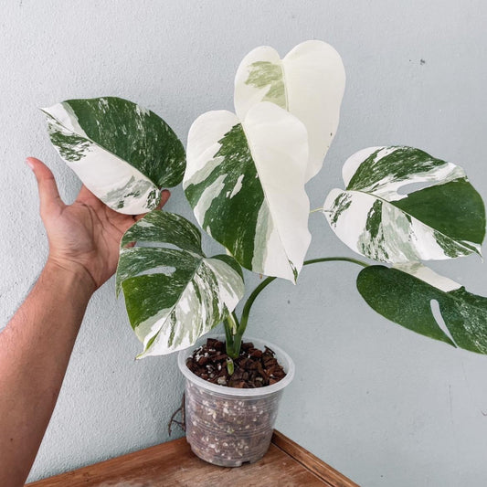 Monstera Albo High Variegated Plant with POT