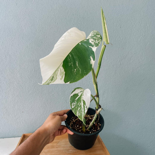 Monstera albo Variegated Cuttings With Leaf