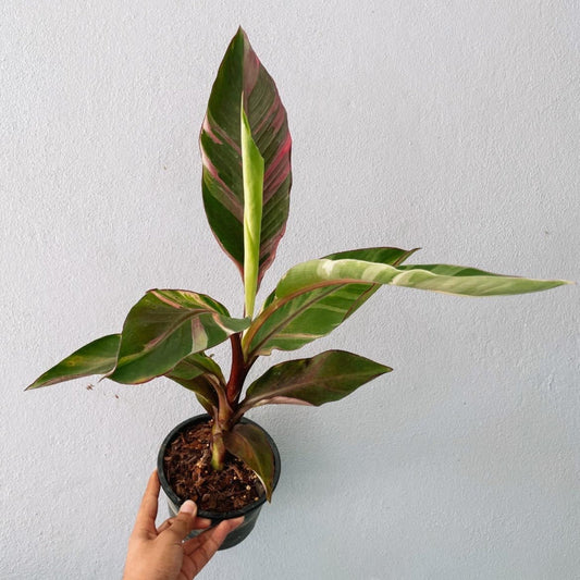 Variegated Musabana Plant ( Musa Florida )