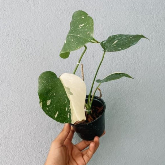 Monstera albo Variegated Cuttings With Leaf