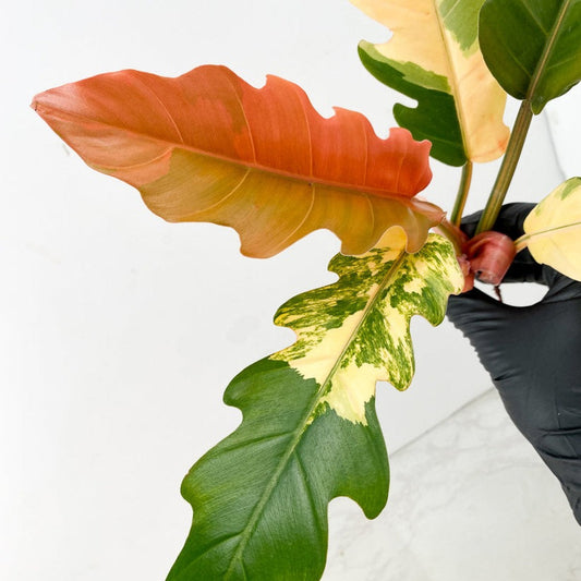 Philodendron Caramel Marble 5 Leaf Top Cut