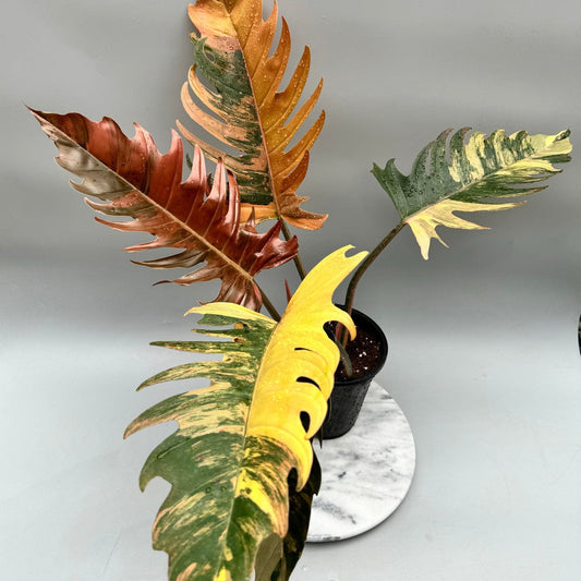 Philodendron Caramel Marble 5 Leaf Plant With POT