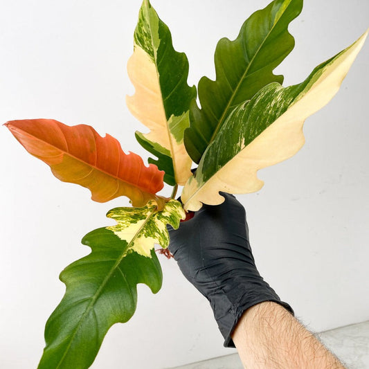Philodendron Caramel Marble 5 Leaf Top Cut