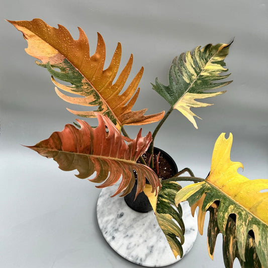 Philodendron Caramel Marble 5 Leaf Plant With POT